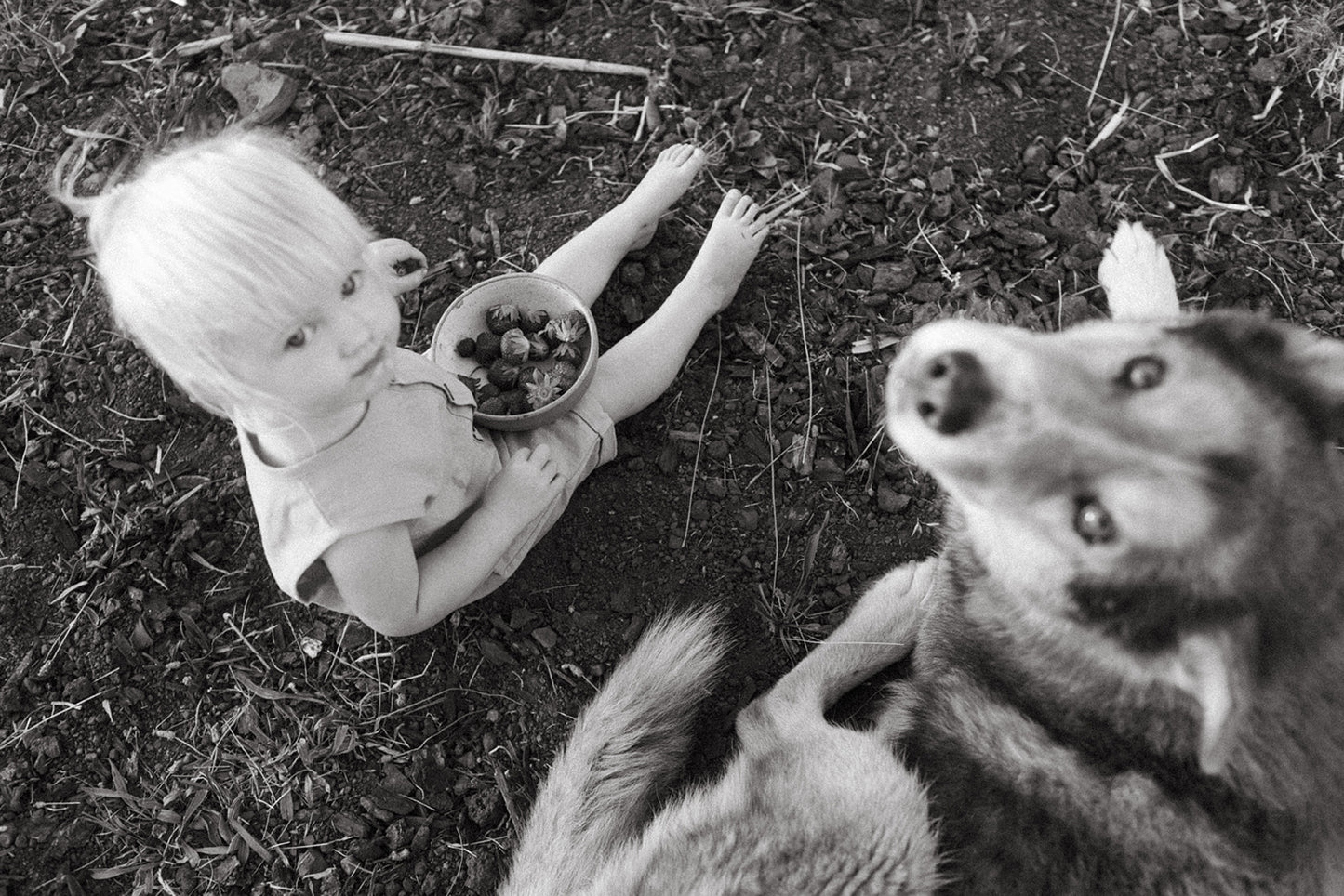 Wolf Pup Set